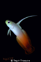 Fire dartfish, Canon EOS400d, Sea and Sea housing and str... by Teguh Tirtaputra 